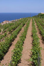 Vino de la tierra Serra de Tramuntana-Costa Nord - Islas Baleares - Productos agroalimentarios, denominaciones de origen y gastronomía balear